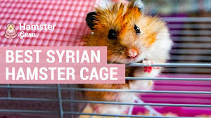 best syrian hamster cage hamster guru