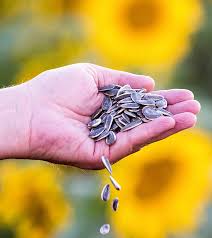 8 benefits of sunflower seeds