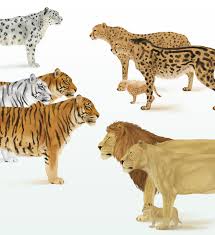 How To Draw Animals Big Cats Their Anatomy And Patterns