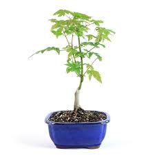anese green maple bonsai tree