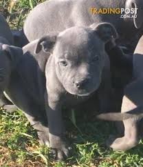Their small size imparts a surprising agility, while their heavy musculature provides great strength. Premium Blue English Staffy Puppies For Sale With Pedigree Papers From Registered Breeder