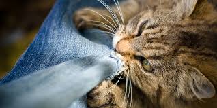 With your arms stretched out in front of you, palms on the mat, lower your forehead to the mat so your chest and abdomen are against your upper thighs (you can spread your knees if that's more comfortable). Aggression To Humans International Cat Care