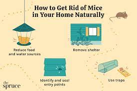 4 natural ways to get rid of mice in