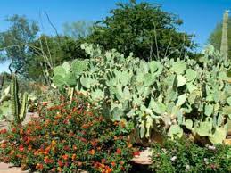 When To Plant In Las Vegas Gardens