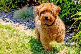 yorkie poo dog breed information and