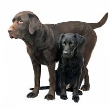 How much vaccinations for your puppy will cost depends on several factors. What Is The Right Age Gap Between Labradors