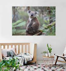 3D Dumb Koala T362 Animal Wall Stickers Vinyl Wallpaper Mural Wall Mural  Sunday | eBay