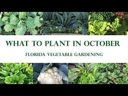 Florida Vegetable Garden In October