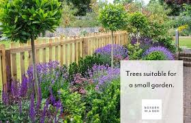 Trees Suitable For A Small Garden