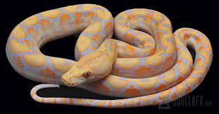 Bob Clark Available Reticulated Pythons