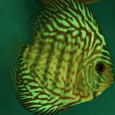 galaxy turquoise discus fish near me