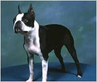 boston terrier dog breed facts and