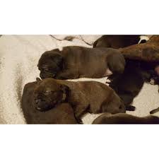 Pitbull puppies puppies for sale. Black Lab Pitbull Mix Labrabull Puppies For Sale In Flint Michigan Puppies For Sale Near Me