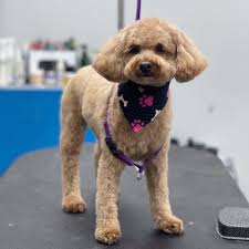 poodle grooming in bethesda md