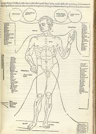 Muscles run throughout the human body. Johannes De Ketham Fasiculo De Medicina
