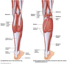 Calf Muscle Tightness Achilles Tendon Length And Lower Leg