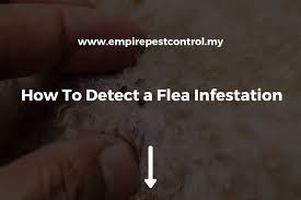 how to detect a flea infestation 2024