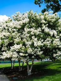 Dwarf flowering trees to plant in small spaces. Dwarf Trees To Grow In Containers And Pots The Tree Center