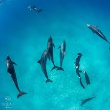the secret life of dolphins