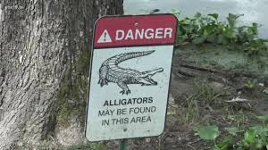 TOP 19: Alligators spotted in East Texas | cbs19.tv