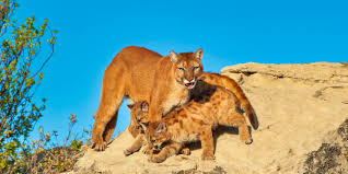 Information sponsored by the big sur california chamber of commerce. Learn About Mountain Lions In Northern California Santa Cruz Mountains