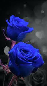 dark blue roses digital arts by jerry