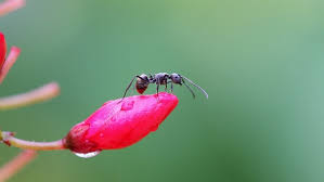Welche hausmittel helfen gegen ameisen im haus? Was Hilft Gegen Ameisen So Werden Sie Ameisen Los Bayern 1 Radio Br De