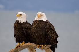 20 diffe types of eagles with facts