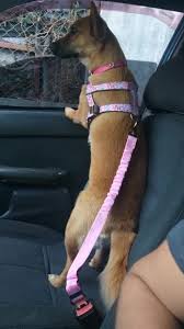 Buyadjustable Dog Car Seat Safety Belt