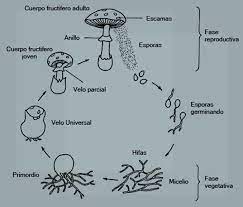 descubre cómo se reproducen los hongos