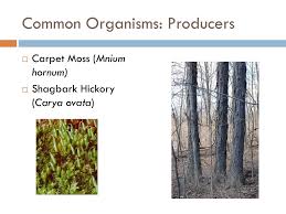 ppt rate deciduous forest biome