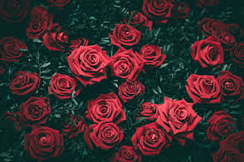 royalty free rose flower photos free
