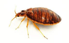 Bed Bugs Insect Facts Adams
