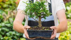 bonsai gift ideas for summer occasions