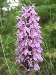 Image result for italian orchid