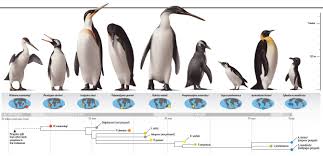 Penguin Evolution Chart How May I Shush You Today