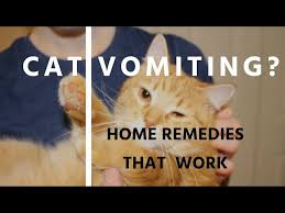 5 home remes for cat vomiting you