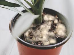 A white mold growing over the surface of houseplant potting soil is usually a harmless saprophytic fungus. How To Get Rid Of White Fuzzy Mold In Houseplant Soil Plant Index
