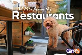 dog friendly restaurants in san antonio