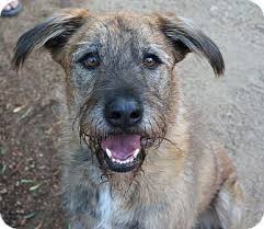 If so, it's certainly understandable. Airedale Terrier Irish Wolfhound Mix Pets Lovers