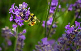Attract Pollinators To Your Garden