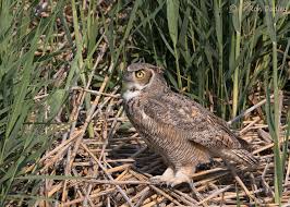 Great Horned Owl In The Bear River