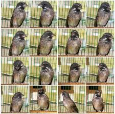 Burung ini satu kerabat dengan burung kenari sehinggaburung blackthroat berasal dari afrika. Ciri Ciri Somerini Jenis Blackthroat Termahal Di Indonesia Gaco Gacor