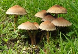 12 mushrooms that grow in your yard