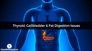 gallbladder fat digestion hashimoto