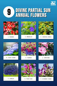 9 Divine Partial Sun Annual Flowers A