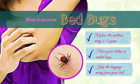 top 20 tips to prevent bed bugs