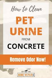 cat urine odor from concrete