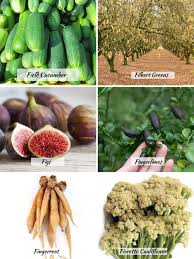 46 vegetables that start with f