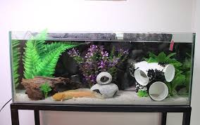My Aquarium Set-Ups | sillyaxolotls gambar png